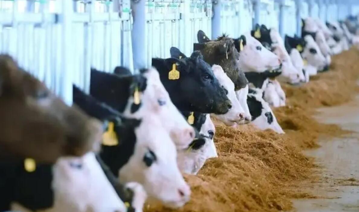 53082385.jpg QQ截图20230523221335.jpg