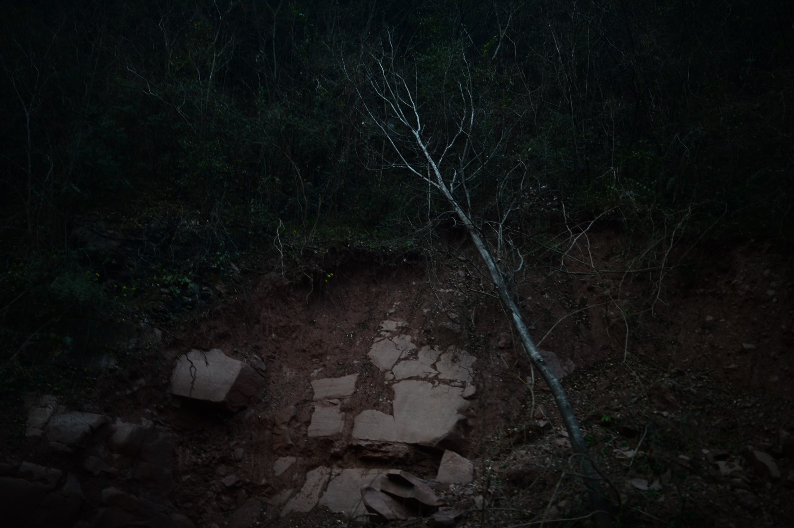 32888737.jpg DSC_9693.JPG