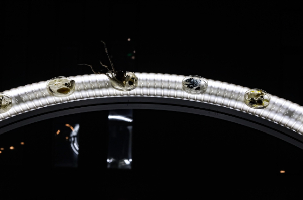 星体、基因与电子之间：朱剑辰的数字灵性艺术仪式与共生场域(图5)